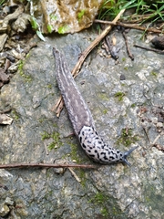 Limax subalpinus