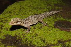 Phyllodactylus lanei