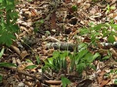Carex fraseriana