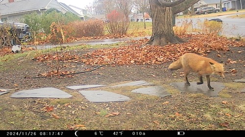Vulpes vulpes photograph by the iNaturalist community