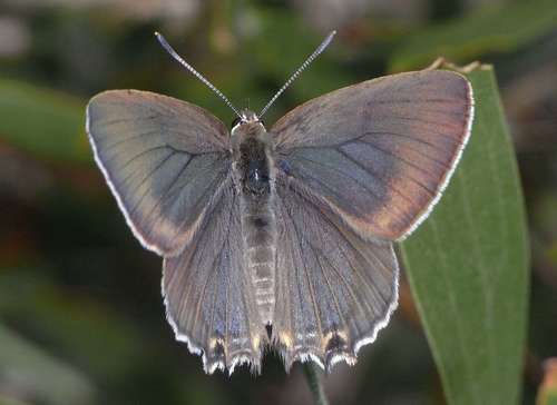Amethyst Hairstreak