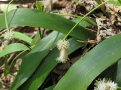 Carex fraseriana