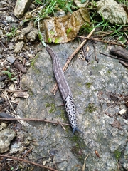 Limax subalpinus