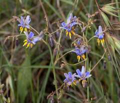 Dianella amoena