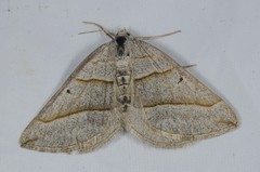 Scotopteryx