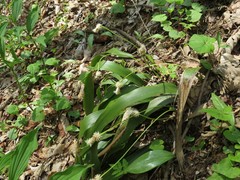 Carex fraseriana