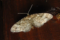 Eupithecia lanceata