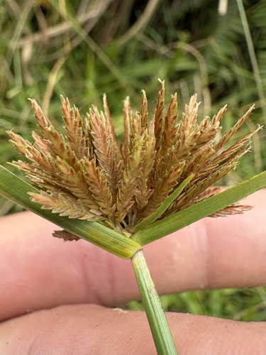 Cyperus polystachyos observed 2026-10-21