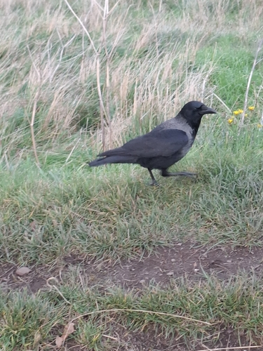 Corvus observed 2026-10-29