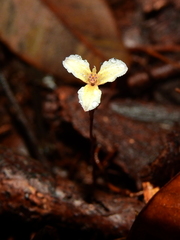 Hexapterella gentianoides