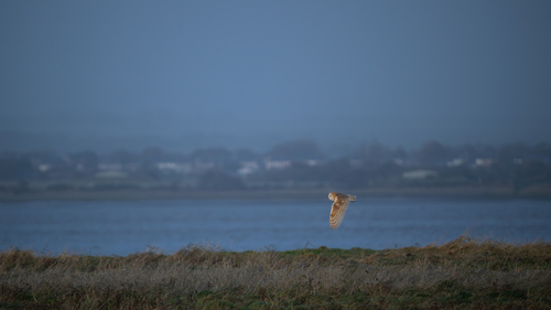 Tyto alba observed 2026-10-28