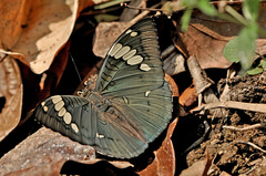 Euthalia patala