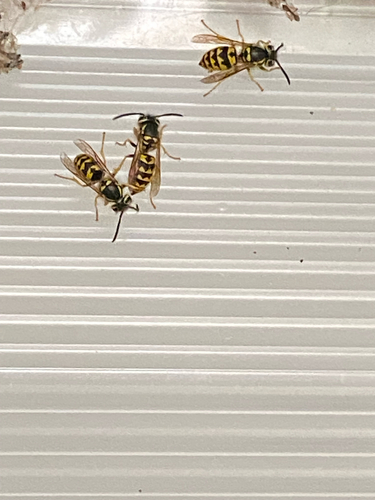 Vespula pensylvanica observed 2026-10-29