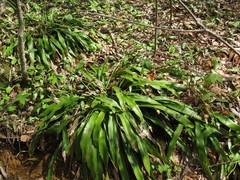 Carex fraseriana
