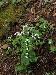 Cardamine clematitis