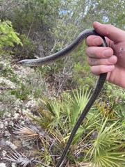 Ophisaurus ventralis image