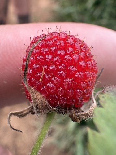 Rubus rosifolius observed 2026-10-21
