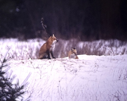 Vulpes vulpes photograph by the iNaturalist community
