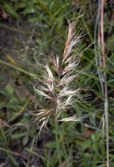 Pentapogon quadrifidus