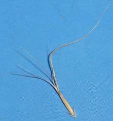 Pentapogon quadrifidus