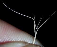 Pentapogon quadrifidus