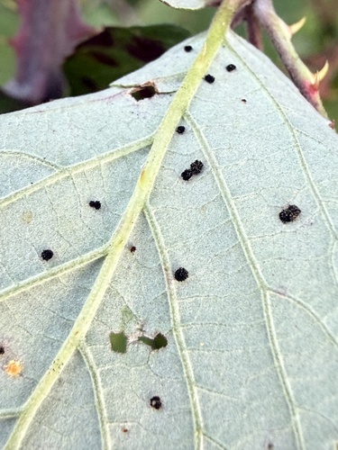 Rubus observed 2026-10-29