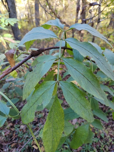 Sambucus canadensis observed 2026-10-29