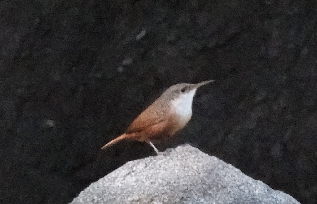 Canyon Wren