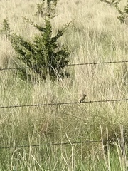 Ammodramus savannarum