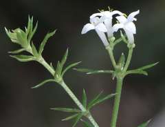 Asperula scoparia scoparia