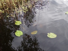 Nuphar lutea