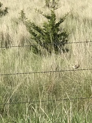 Ammodramus savannarum