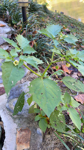 Physalis angulata observed 2026-10-29