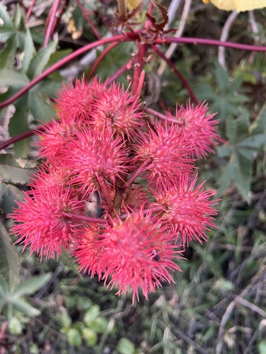 Ricinus communis observed 2026-10-29