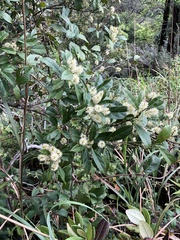 Itea chinensis