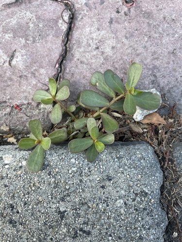 Portulaca oleracea observed 2026-10-29
