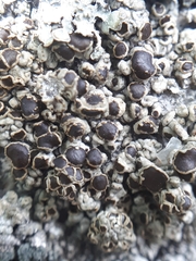 Protoparmelia