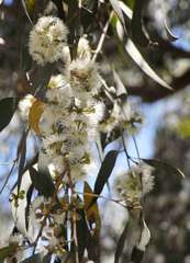 Eucalyptus radiata radiata