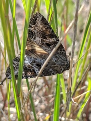 Trichordestra liquida