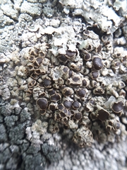 Protoparmelia