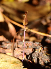 Hexapterella gentianoides