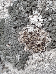 Protoparmelia