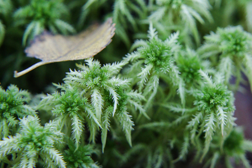 Sphagnum squarrosum observed 2026-10-28