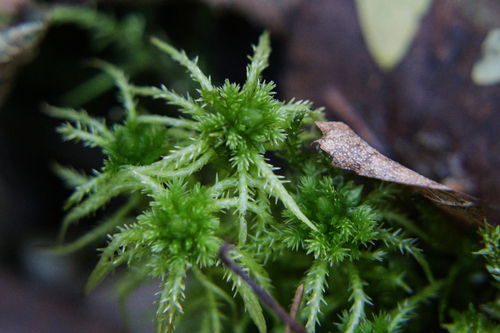 Sphagnum squarrosum observed 2026-10-28