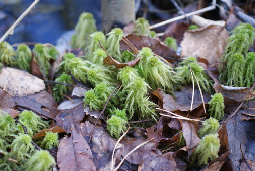 Sphagnum squarrosum observed 2026-10-24