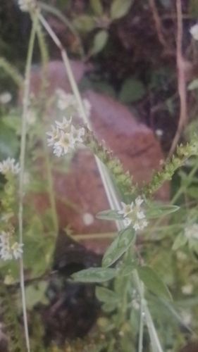 Euploca procumbens observed 2026-10-29