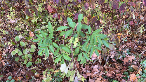 Sambucus canadensis observed 2026-10-29