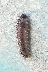 Eupareophora exarmata