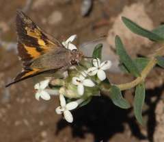 Trapezites phigalioides