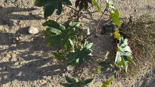 Ricinus communis observed 2026-10-29